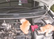 Kebiasaan Kucing Suka Tidur di Kap Mobil, kenapa ya ?