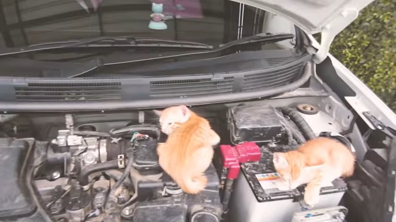 Kebiasaan Kucing Suka Tidur di Kap Mobil kenapa ya